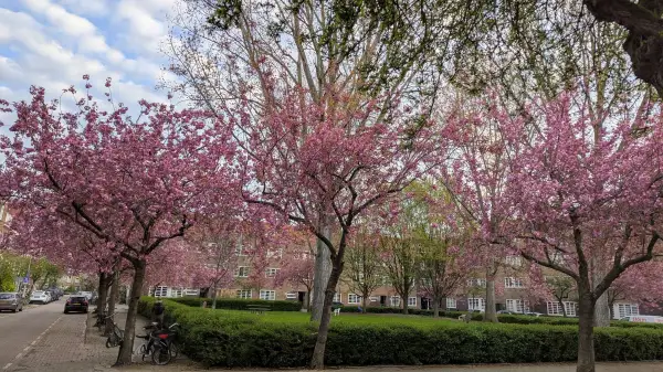 Het mooie Thérèse Schwartzeplein met bloeiende bomen, in de Pijp Amsterdam.